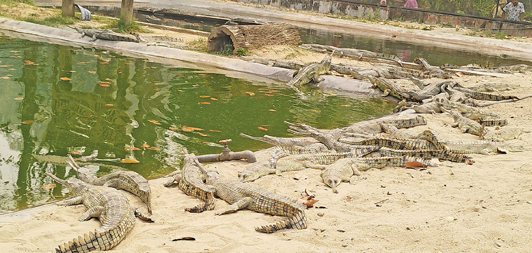 राप्तीमा थप २० घडियाल छाडियो