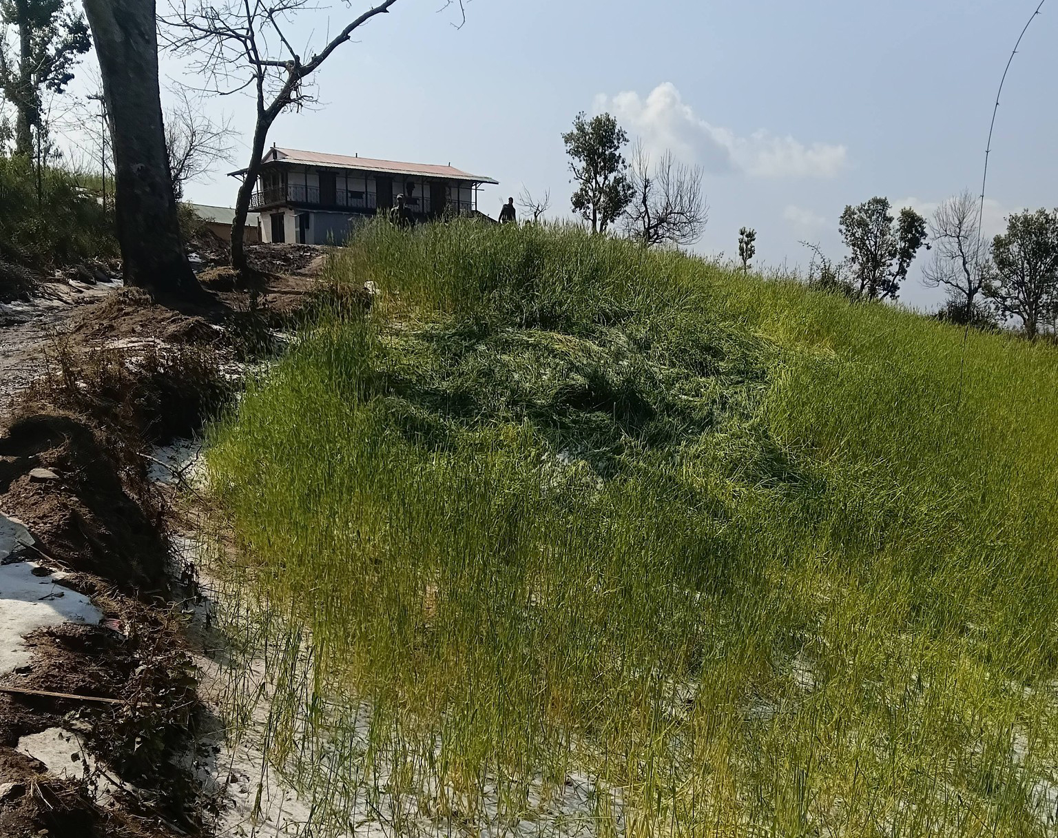 सल्यानको दार्मा–५ मा असिनाले ७० घरपरिवारको हिउँदे बाली नष्ट