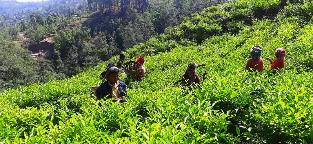 भारतीय बजारमा निर्यात रोकिएपछि इलामका ५६ चिया उद्योग बन्द