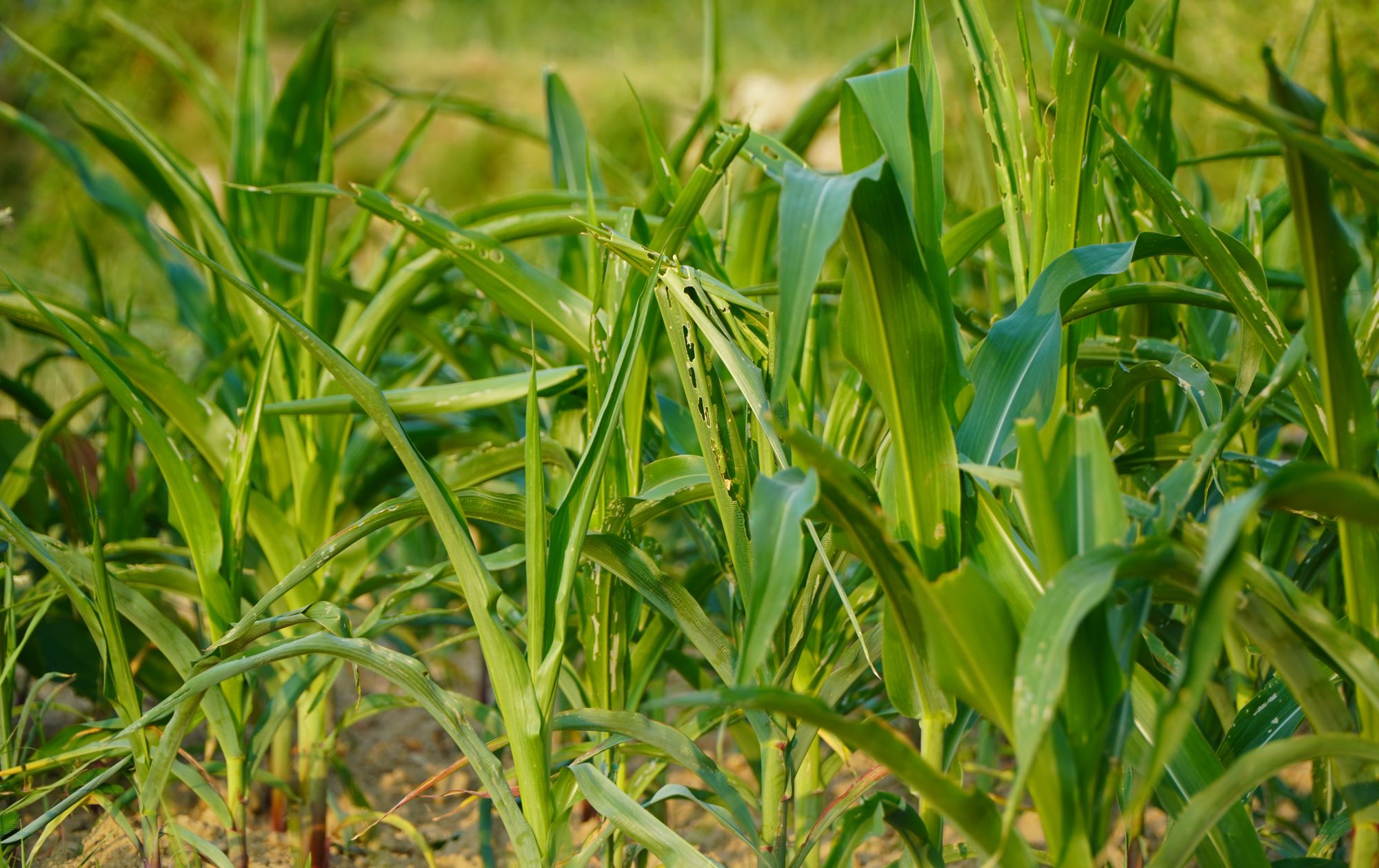 धनकुटामा अमेरिकन फौजी किराको आतंक, मकैबाली नष्ट हुन थालेपछि किसान चिन्तित